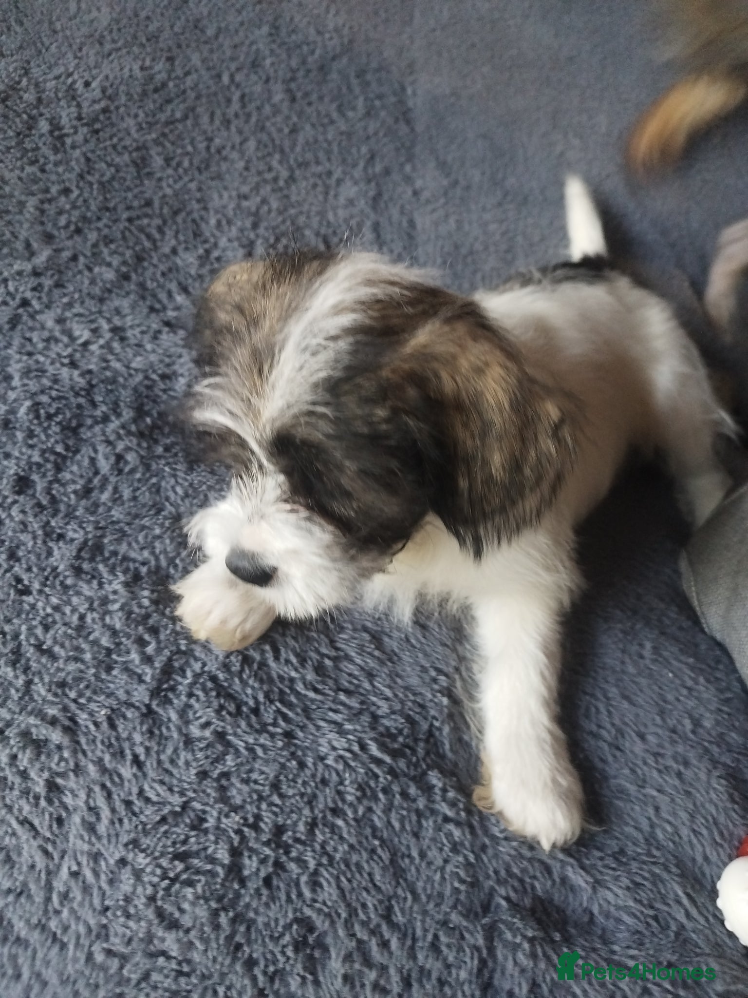 Mixed Breed dogs Lhasa Apso & Mexican Hairless 1 girl available ❣️ - Advert 2