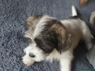 Mixed Breed dogs Lhasa Apso & Mexican Hairless 1 girl available ❣️ - Advert 3