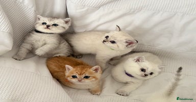 British Shorthair cats - Advert 1