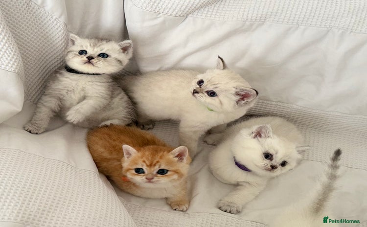 British Shorthair cats - Advert 15