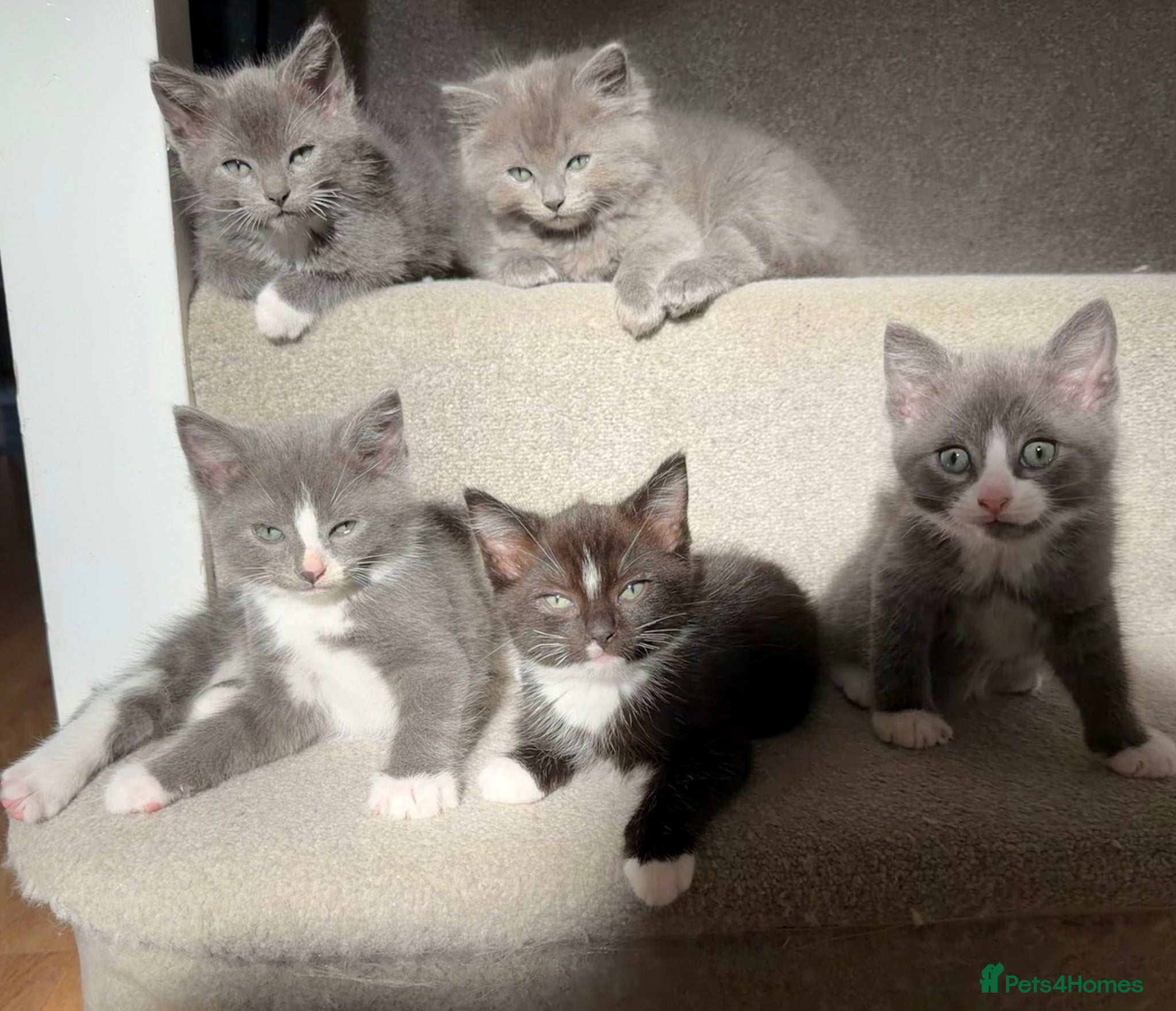 Mixed Breed cats 5 Beautiful ragdoll cross kittens - Advert 22