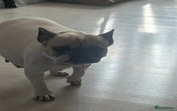 French Bulldog dogs for sale: Milo, Lovable boy Frenchie, amazing price 💫 - Image 21