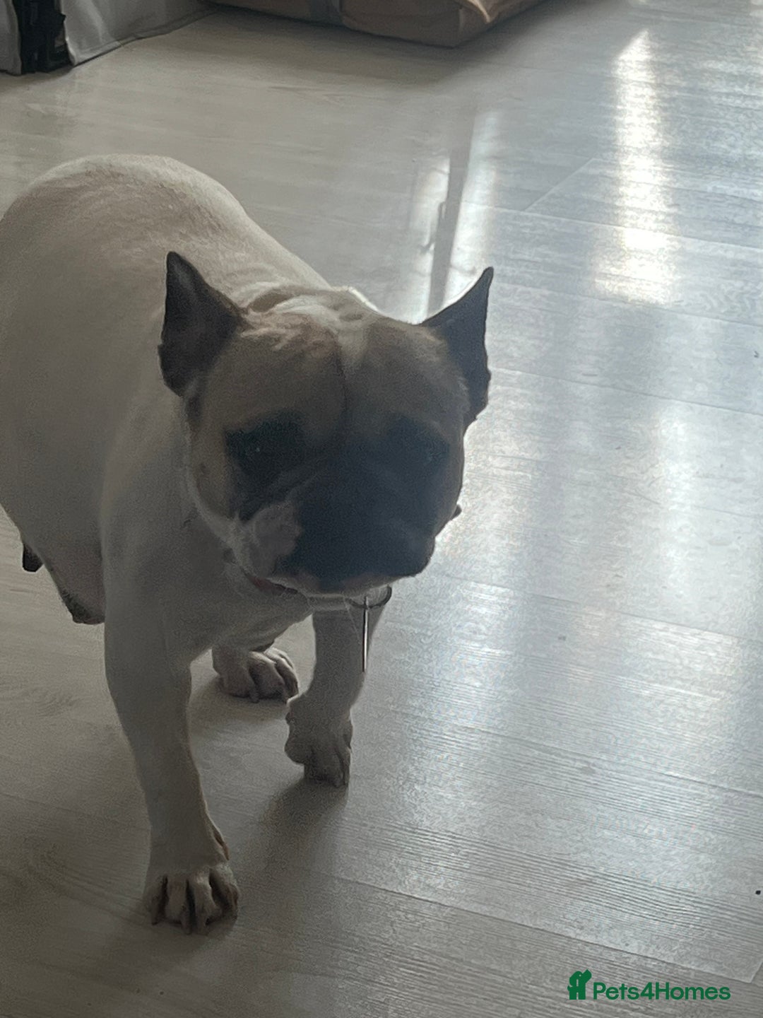 French Bulldog dogs for sale: Milo, Lovable boy Frenchie, amazing price 💫 - Image 21