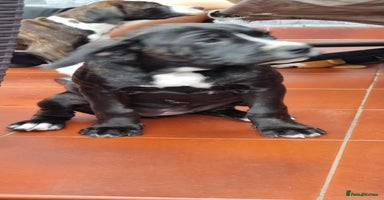 Mixed Breed dogs - Advert 6
