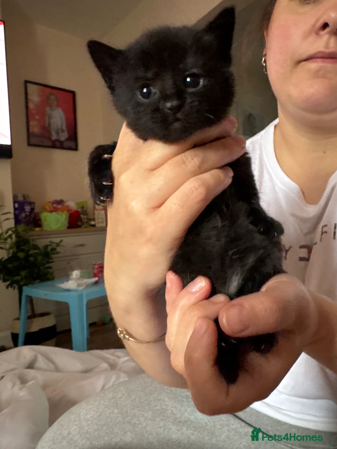 Mixed Breed cats for sale: Kittens for sale  in Rowley Regis - Advert 2