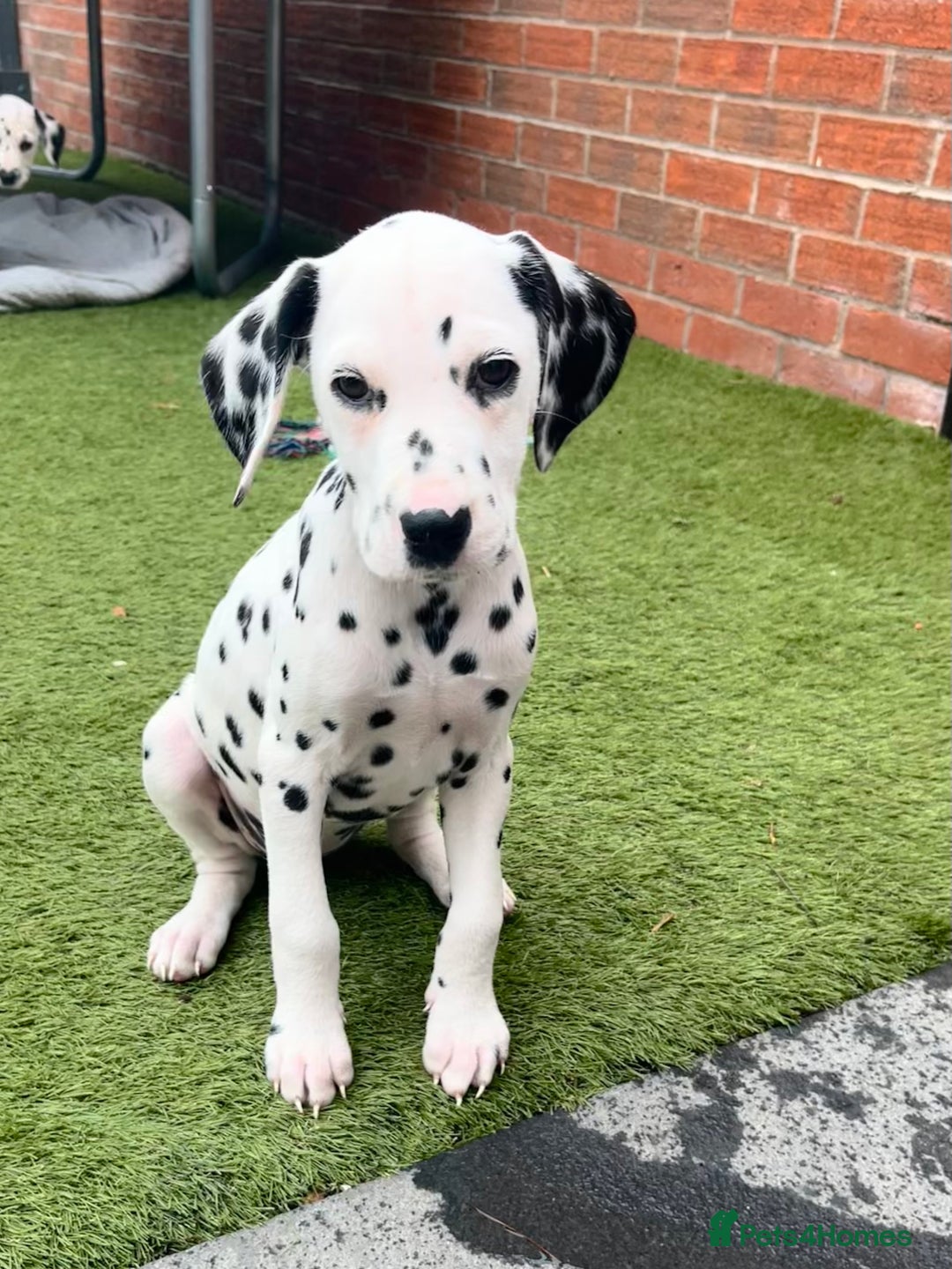 Dalmatian dogs for sale: *Ready for loving homes now* Dalmatian puppies - Image 11