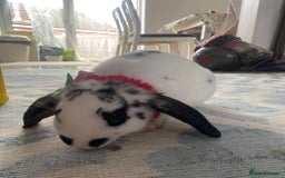 Mini Lop rabbits for sale: Mistach - Image 5