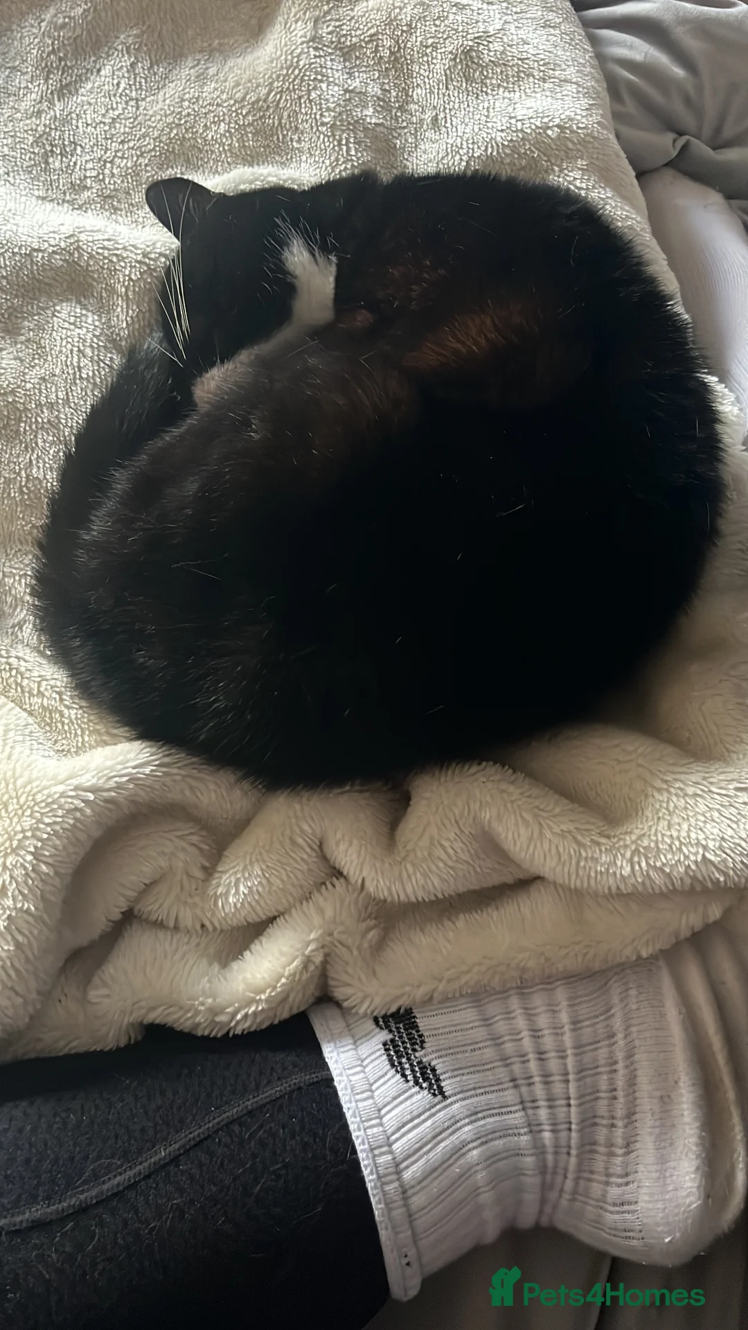 Domestic Shorthair cats for sale: Black & White Cat  - Advert 5