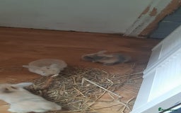 Mini Lop rabbits for sale: Beautiful lops for sale  - Image 4