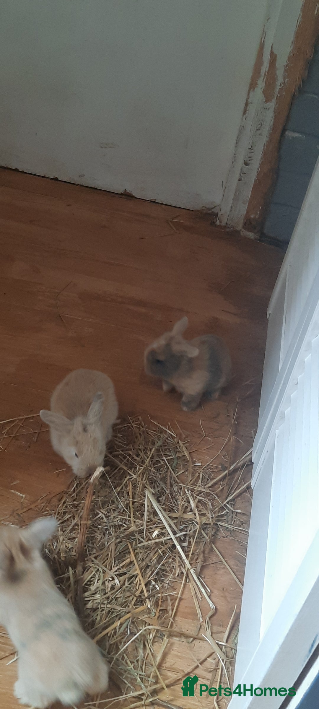 Mini Lop rabbits for sale: Beautiful lops for sale  - Image 4