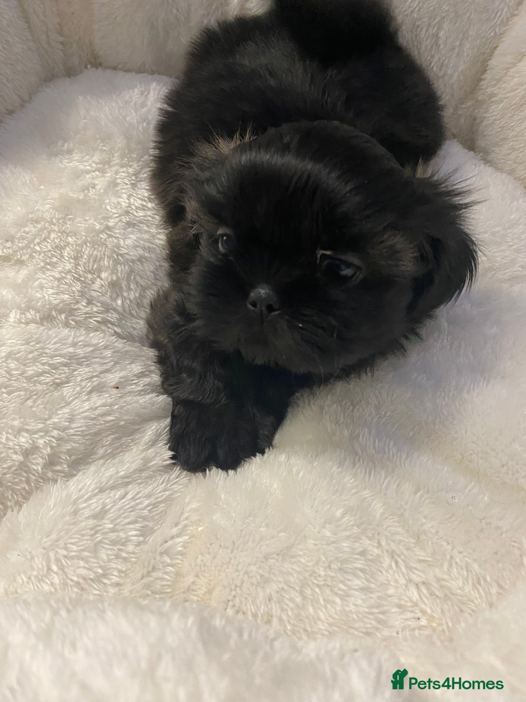 Shih Tzu dogs for sale: Imperial Shih Tzu three girls available - Advert 18