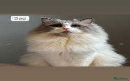 Ragdoll cats for sale: Female kitten become available! Pure Ragdoll in Derby - Image 7