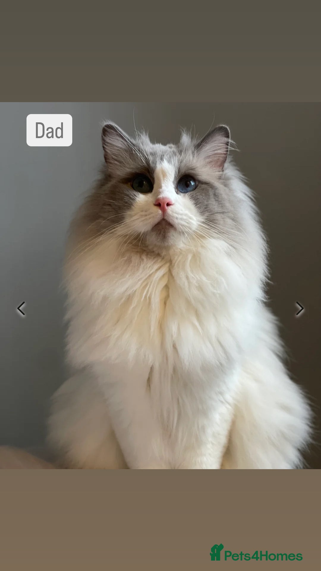Ragdoll cats for sale: Female kitten become available! Pure Ragdoll in Derby - Image 7