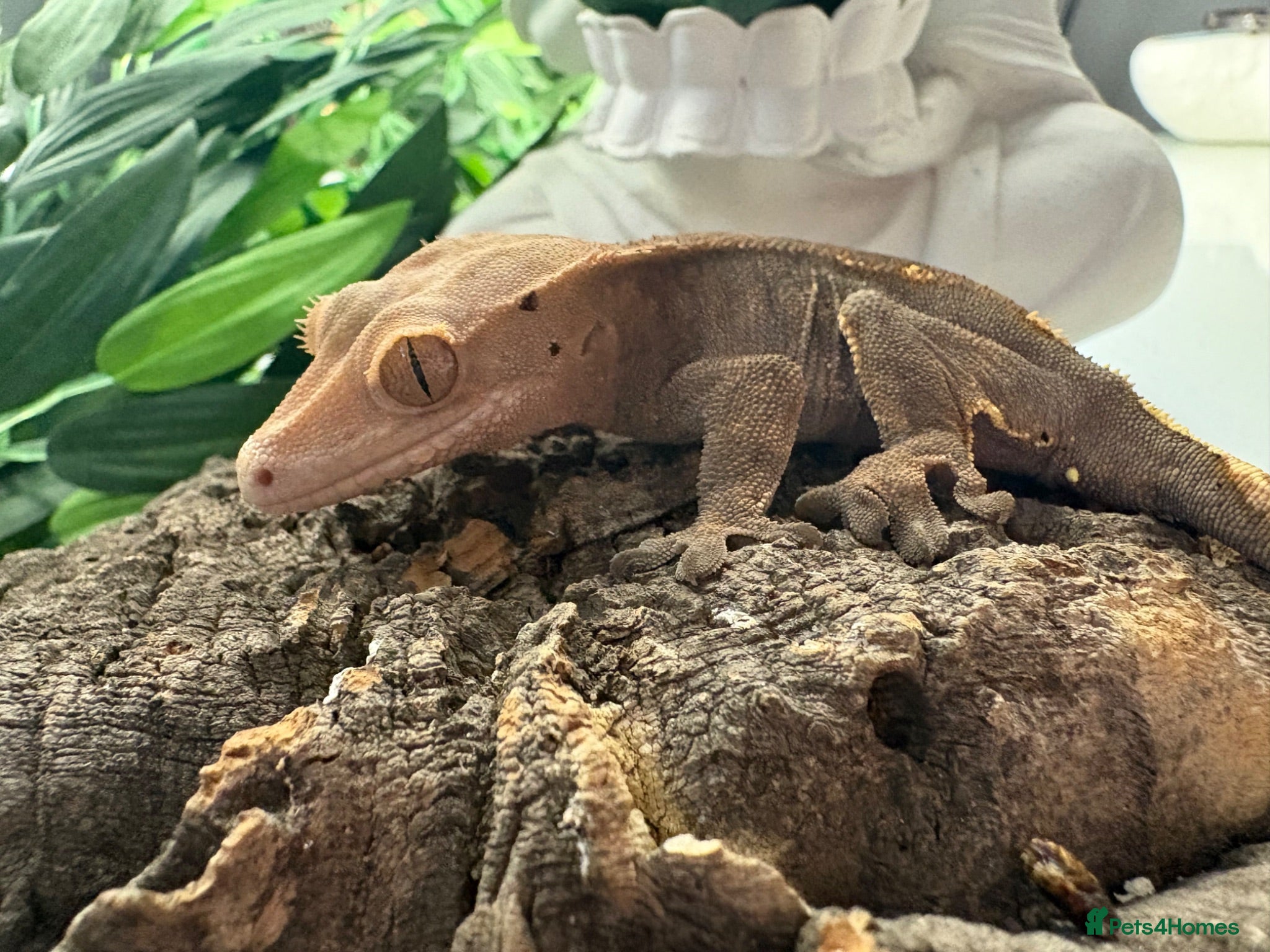 Gecko reptiles crested geckos - Advert 1
