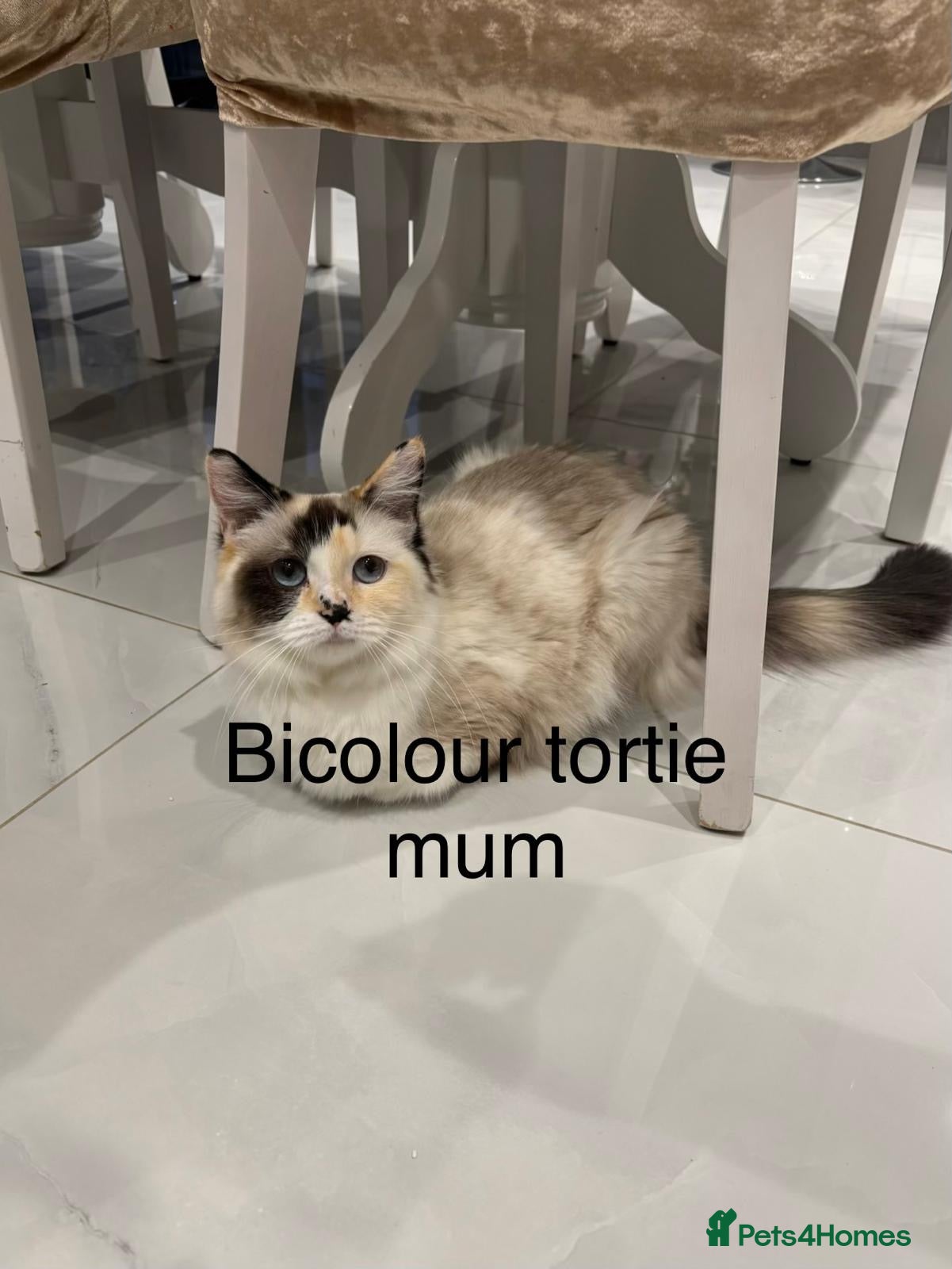 Ragdoll cats for sale: Beautiful ragdoll kittens - Advert 8