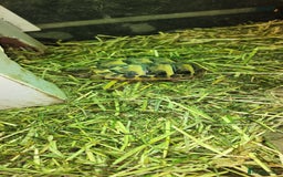 Hermann Tortoise reptiles for sale: Testudo hermanni  Hermans Tortoise  - Image 4