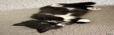 Mixed Breed 1