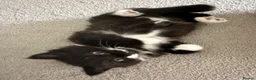 Mixed Breed cats for sale: 3 beautiful babies looking for a forever home  - Advert 4
