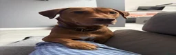 Mixed Breed dogs for adoption: Awesome Oso - Advert 3