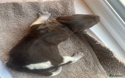 German Shorthaired Pointer dogs for sale: Beautiful KC reg German Shorthaired Pointer Pups - Image 25