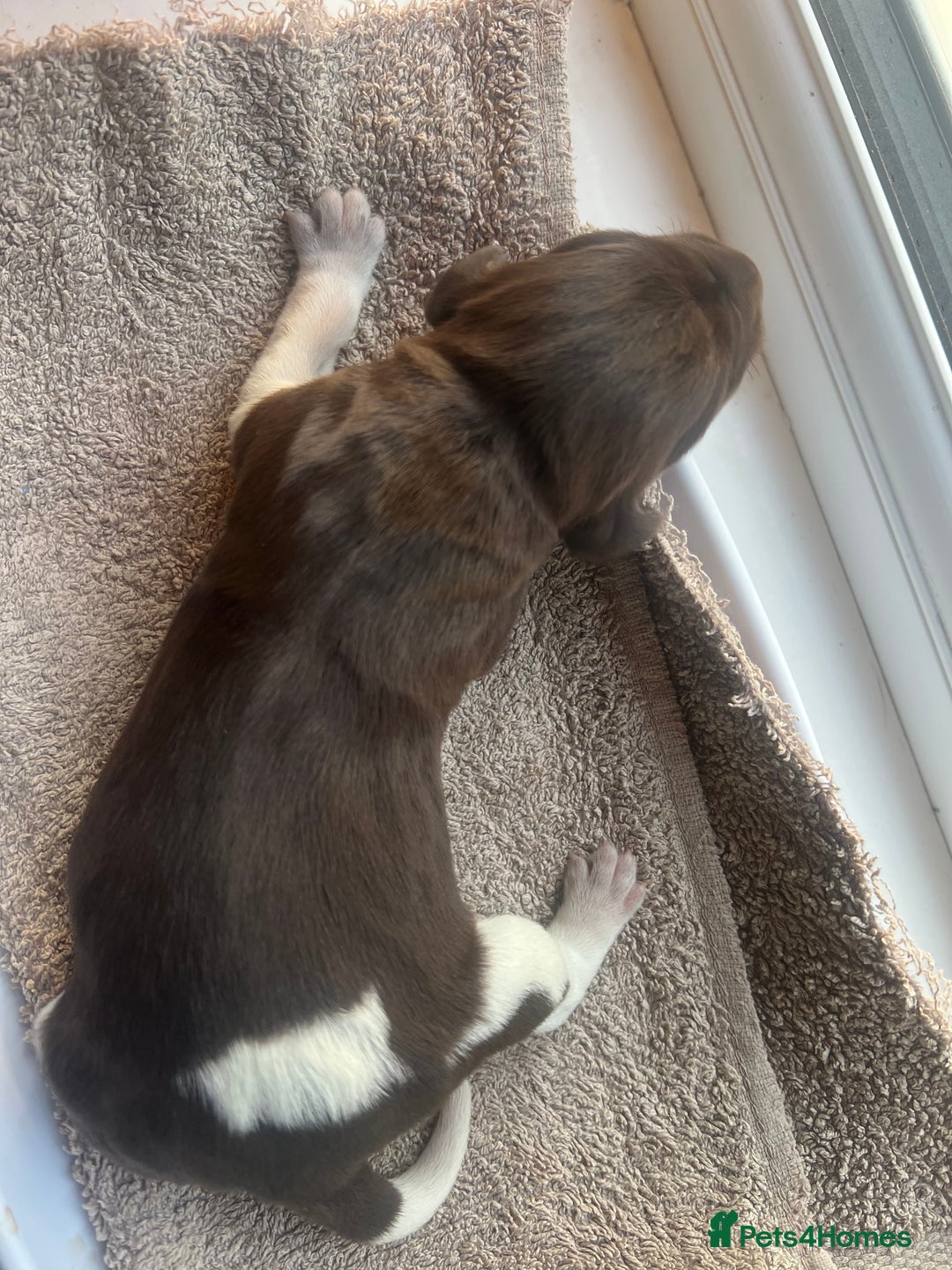 German Shorthaired Pointer dogs for sale: Beautiful KC reg German Shorthaired Pointer Pups - Image 25
