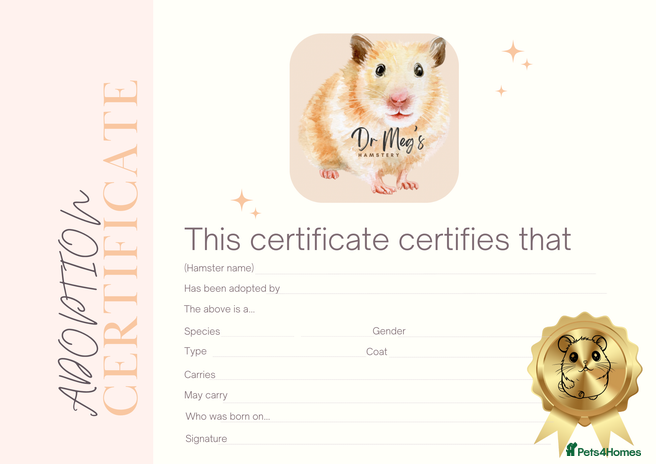 Hamster rodents - Advert 1
