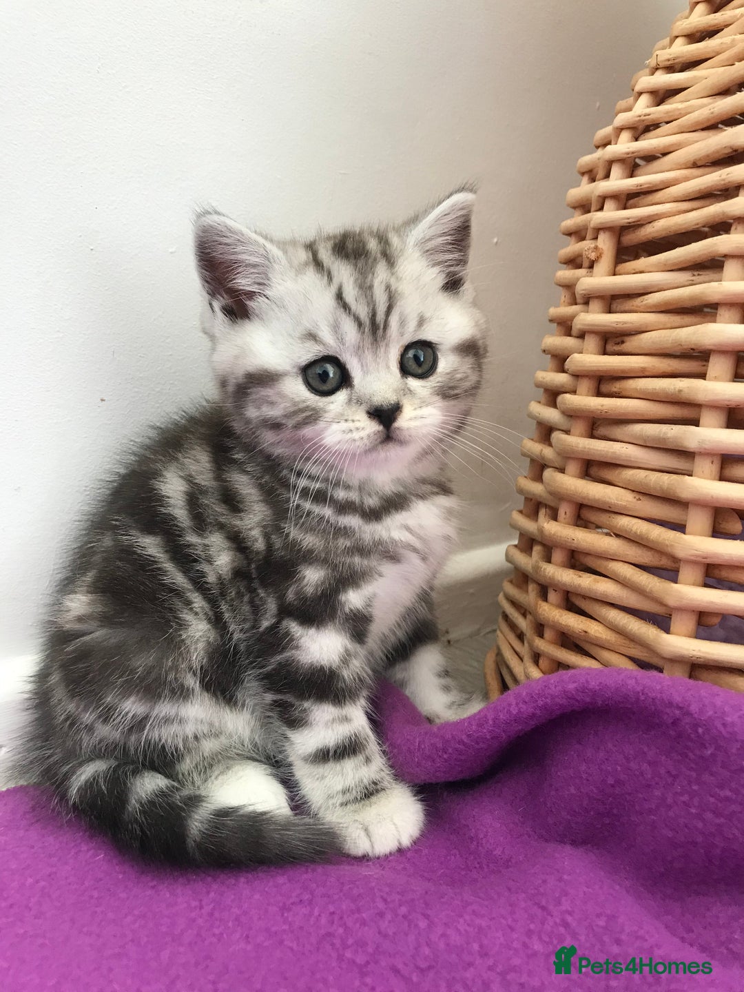 British Shorthair cats for sale: BSH stunning Silver Tabby kittens - Advert 14