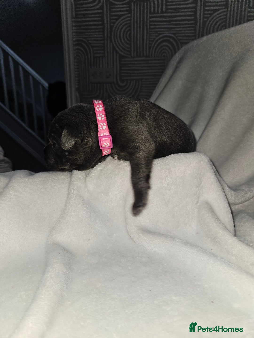 Staffordshire Bull Terrier dogs for sale: Beautiful chunky blues! - Advert 9