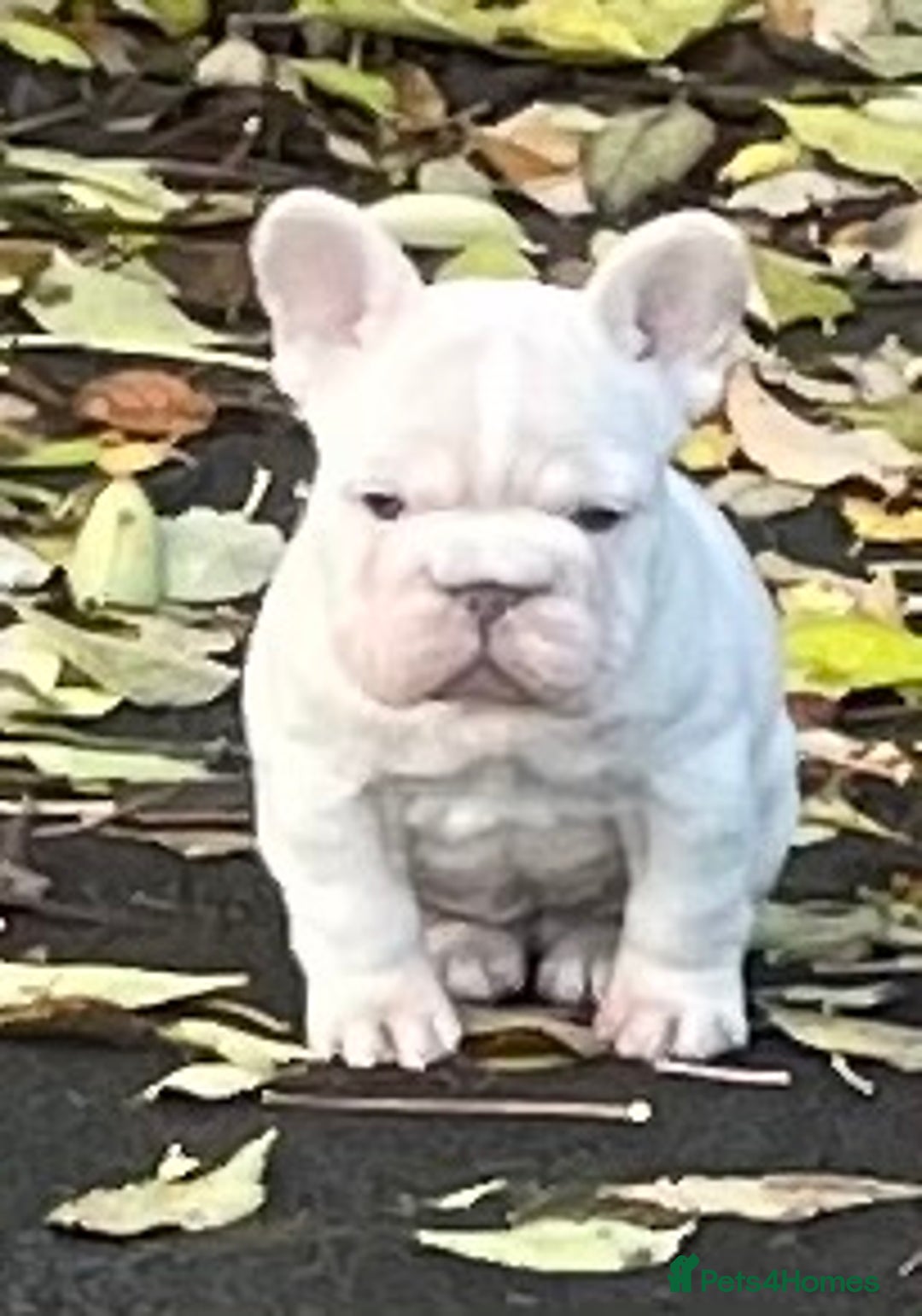 French Bulldog dogs for sale: KC REGISTERED QUALITY FRENCH BULLDOG PUPPIES  - Advert 37