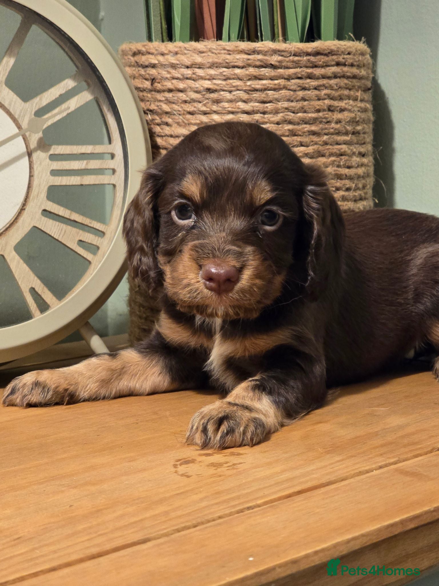 Cocker Spaniel dogs Gorgeous working cockers - Advert 1