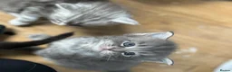 Maine Coon cats for sale: Beautiful Mainecoon kittens  - Advert 2