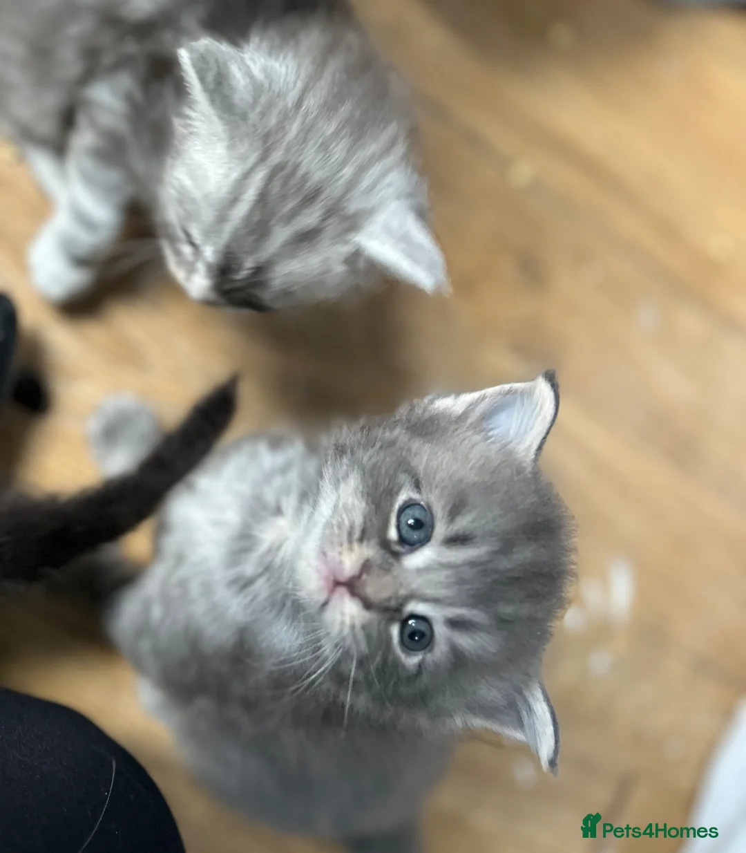 Maine Coon cats for sale: Beautiful Mainecoon kittens  - Advert 2