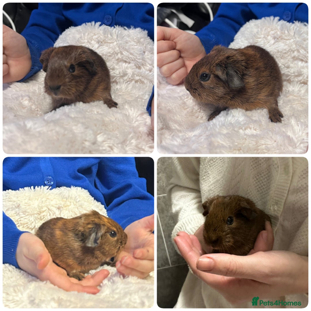 Guinea Pig rodents for sale: Californian guinea pigs - Advert 3