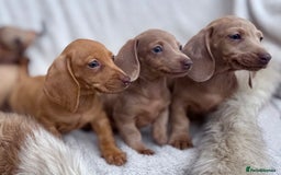 Miniature Dachshund dogs for sale: READY TO LEAVE Rainbow KC Reg Miniature Dachshunds - Image 23