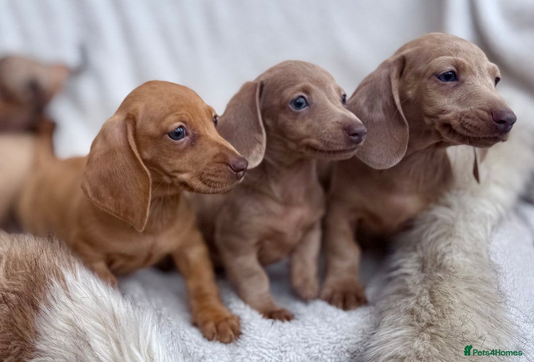 Miniature Dachshund dogs for sale: READY TO LEAVE Rainbow KC Reg Miniature Dachshunds - Image 23