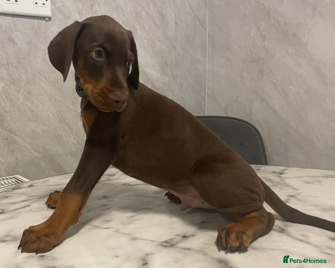 Dobermann dogs for sale: READY TO LEAVE NOW 12 stunning Doberman puppies - Image 4