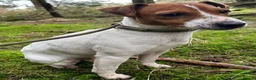 Jack Russell dogs for sale: 2 beautiful female Jack Russell puppies - Advert 2
