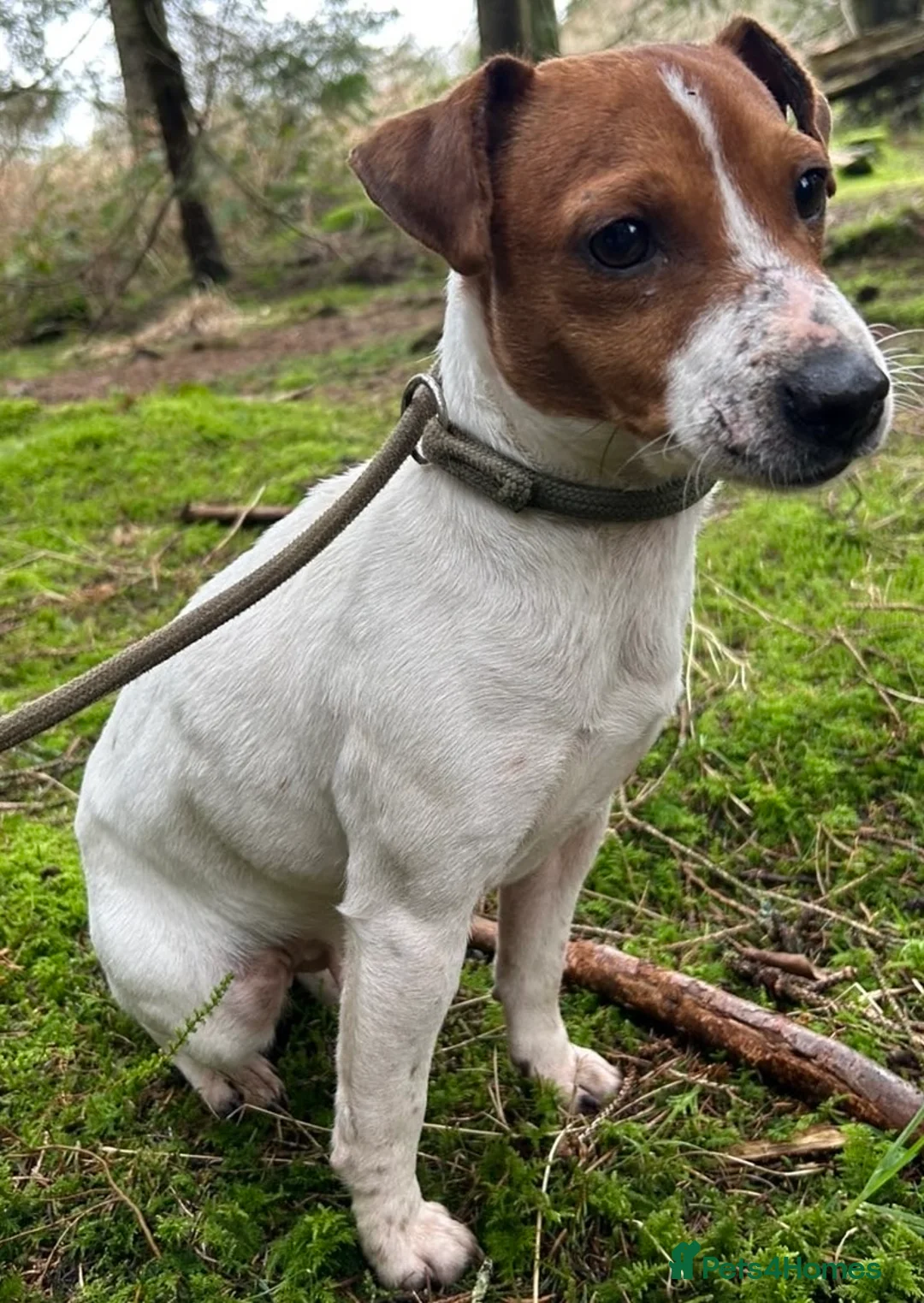 Jack Russell dogs for sale: 2 beautiful female Jack Russell puppies - Advert 2