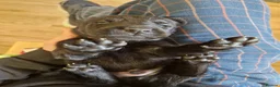 Labrador Retriever dogs for sale: Black Lab Pups INT FT Ch Sire Champion Bloodlines - Advert 34
