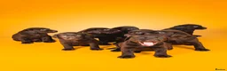 Labrador Retriever dogs for sale: FULLY VACCINATED & DEWORMED CAN LEAVE NOW! - Advert 2
