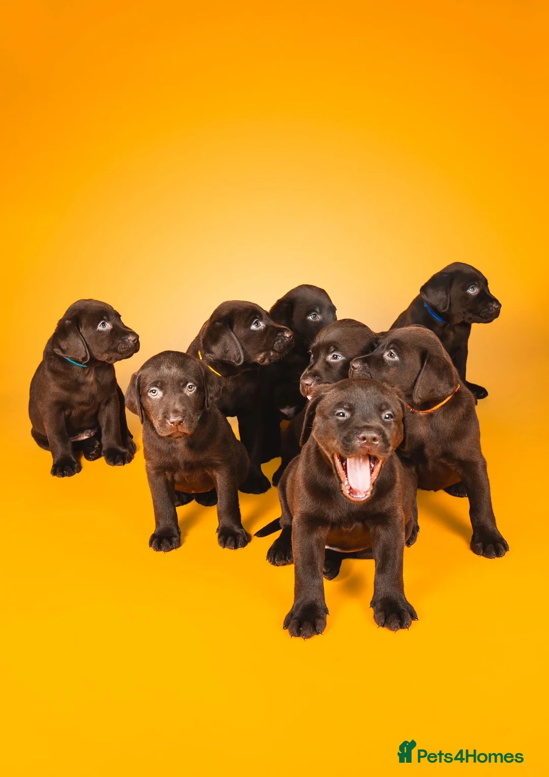 Labrador Retriever dogs for sale: FULLY VACCINATED & DEWORMED CAN LEAVE NOW! - Advert 2