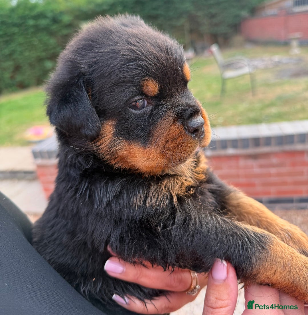 Rottweiler dogs for sale: 🦍🖤🤎KC REG 5 star breeders🤎🖤🦍 - Image 1
