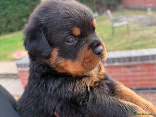 Rottweiler dogs - Advert 3