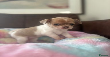 Chihuahua dogs - Advert 8