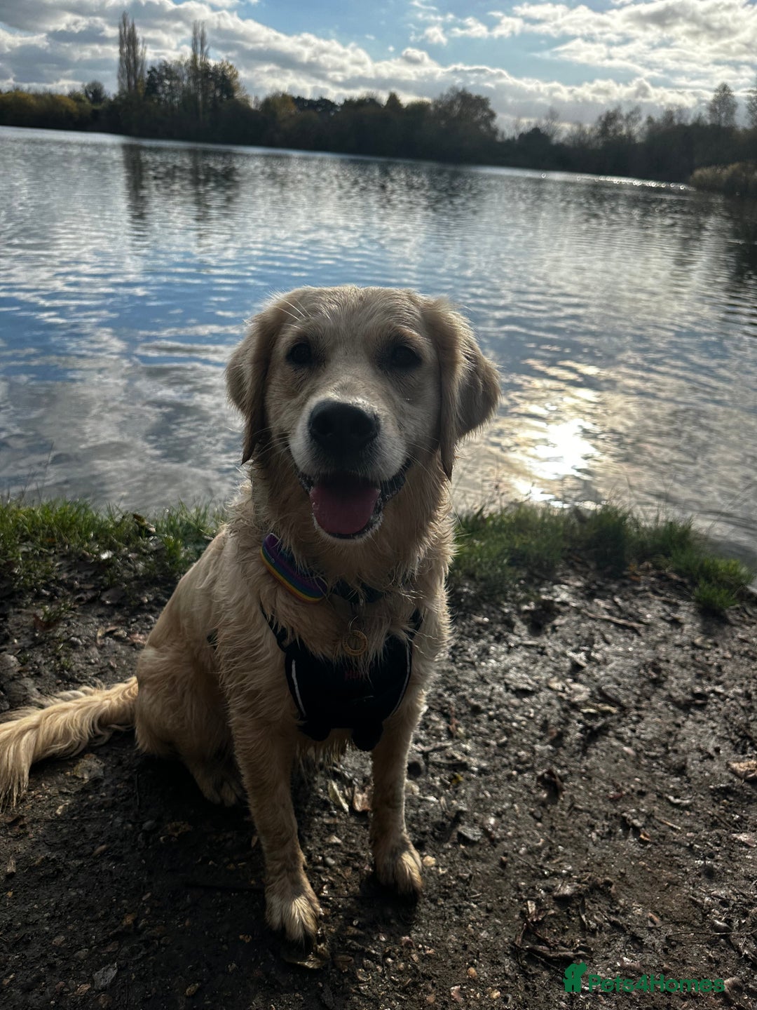 Golden Retriever dogs for sale: Sweet Golden Retriever - Image 3