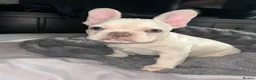 French Bulldog dogs for sale: Frenchie puppies available - Advert 8