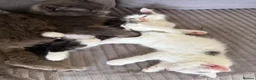 Mixed Breed cats for sale: 🐾 Last 2 Gorgeous Boys Looking for Loving Homes - Advert 3
