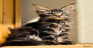 Maine Coon cats - Advert 8