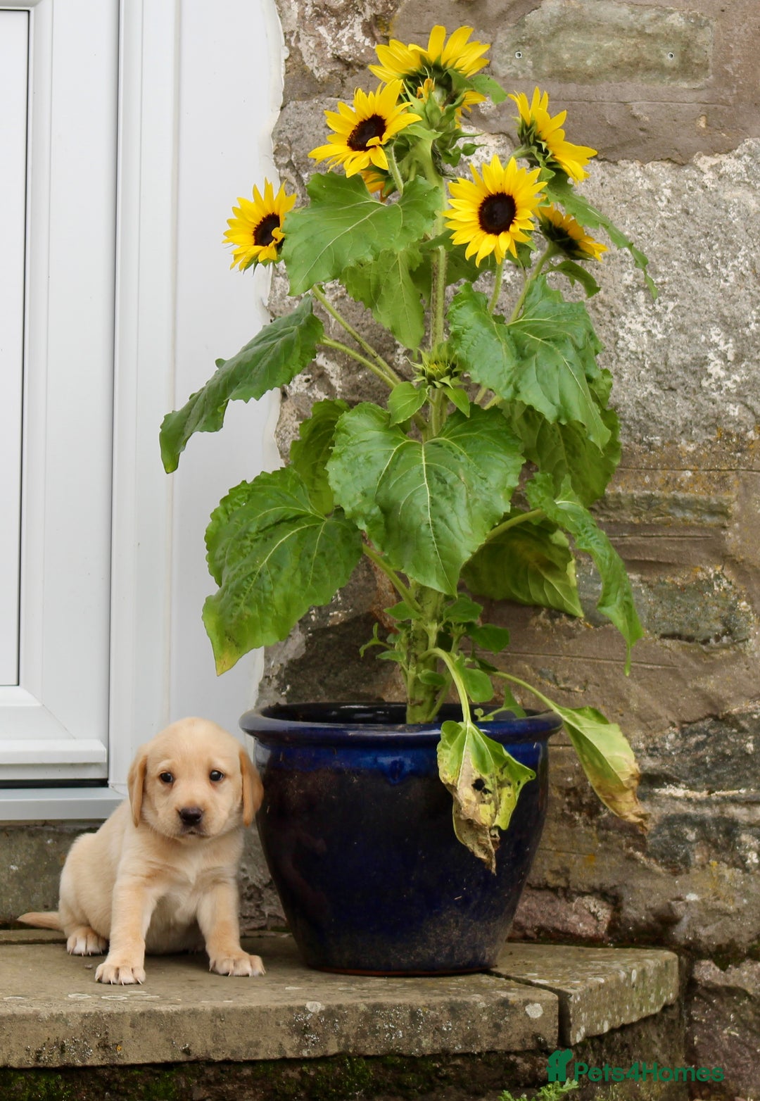 Labrador Retriever dogs for sale: Black and Yellow Working Labrador Puppies  - Image 29