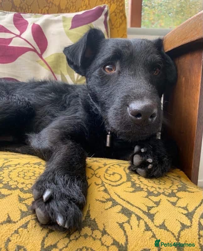 Mixed Breed dogs 💙🐶 JAKE - Young Patterdale cross boy 🐶💙 - Advert 4